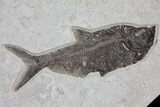 Wide Green River Fossil Fish Mural - Authentic Fossils #104584-4